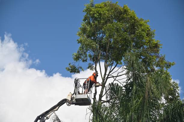 Best Hedge Trimming  in Pitcairn, PA